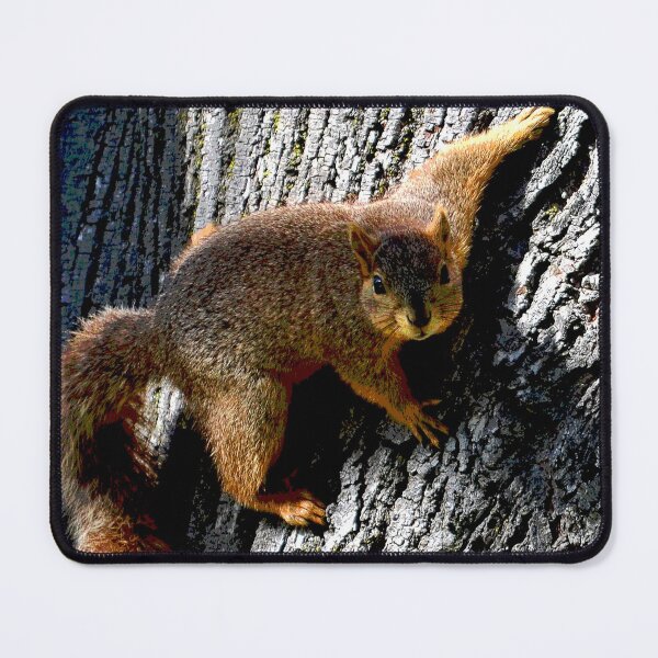 Item preview, Squirrel #15 designed and sold by KingdomWildlife.
