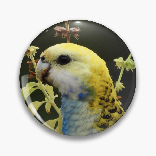 Item preview, Pale-Headed Rosella looking satisfied designed and sold by Mark Grimsley.