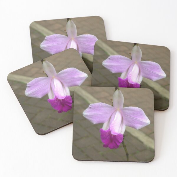 Item preview, Arundina graminifolia (Bamboo Orchid) in Baguio City, Philippines designed and sold by The Botanical Jason.