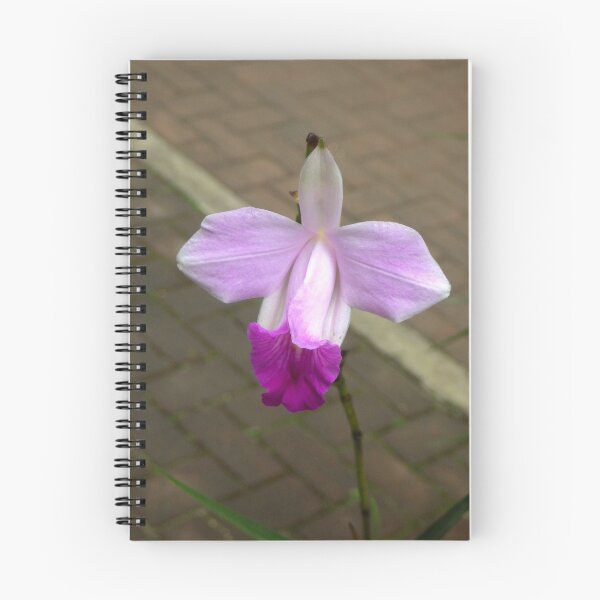 Item preview, Arundina graminifolia (Bamboo Orchid) in Baguio City, Philippines designed and sold by The Botanical Jason.