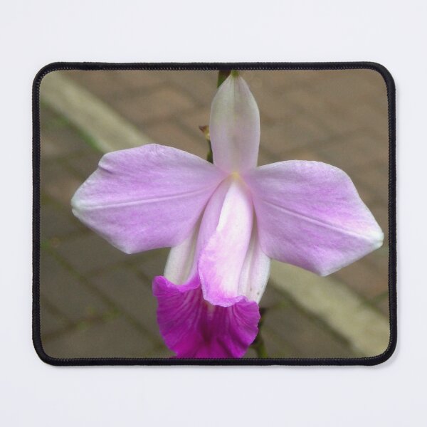 Item preview, Arundina graminifolia (Bamboo Orchid) in Baguio City, Philippines designed and sold by The Botanical Jason.