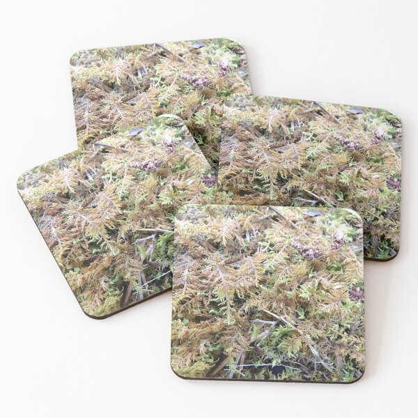 Item preview, Hook-Leaved Fern Moss designed and sold by gistinker.