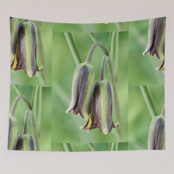 Item preview, Fritillaria elwesii  Fritillary  designed and sold by Chris Burrows.
