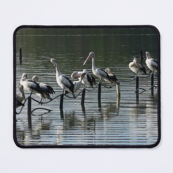Item preview, Sunday Morning with the Pelicans designed and sold by sunrisecoast.