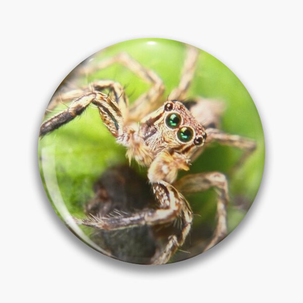 Item preview, Jumping spider (Plexippus sp) designed and sold by RanranBugs.