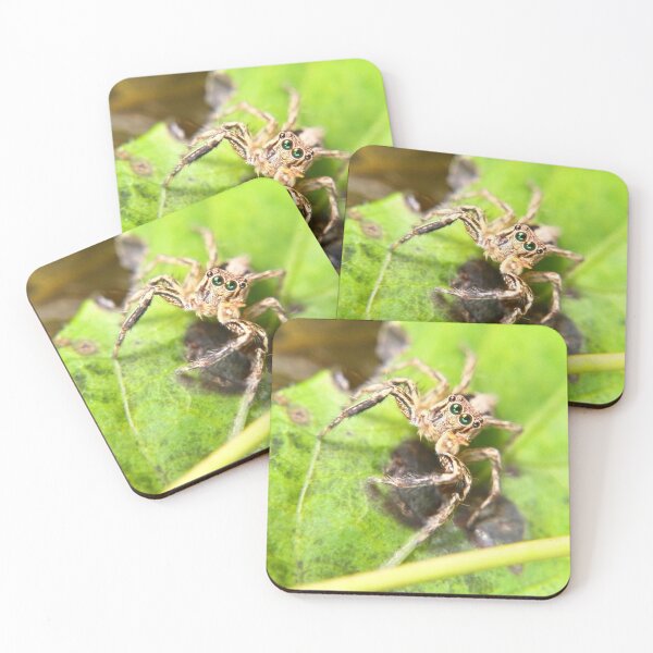Item preview, Jumping spider (Plexippus sp) designed and sold by RanranBugs.