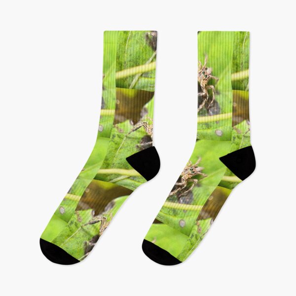 Item preview, Jumping spider (Plexippus sp) designed and sold by RanranBugs.