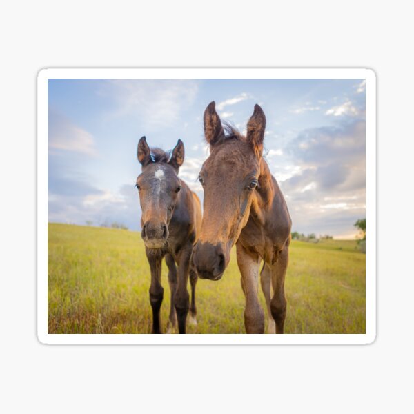 two curious foals, baby horses, colt & filly Sticker