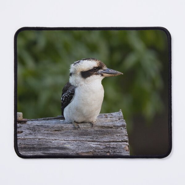 Item preview, Kookaburra contemplates - Kookaburra designed and sold by Tara Smithson.