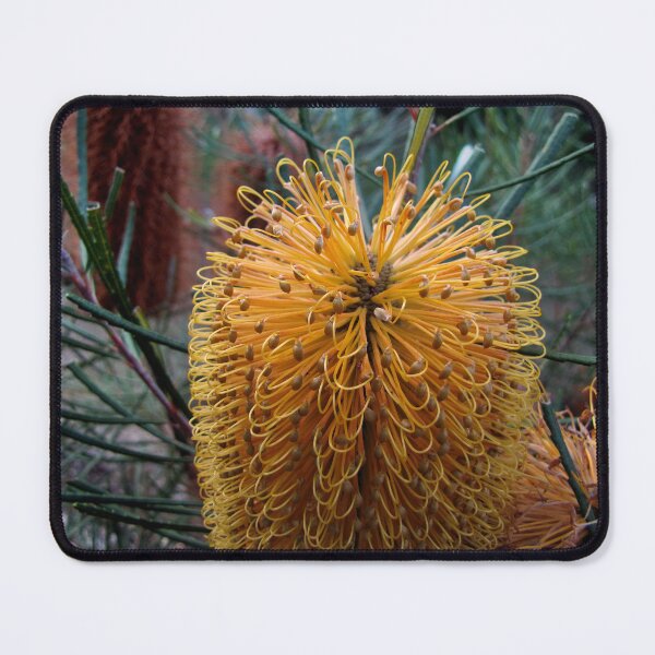 Item preview, Banksia Flower first blush designed and sold by sunrisecoast.