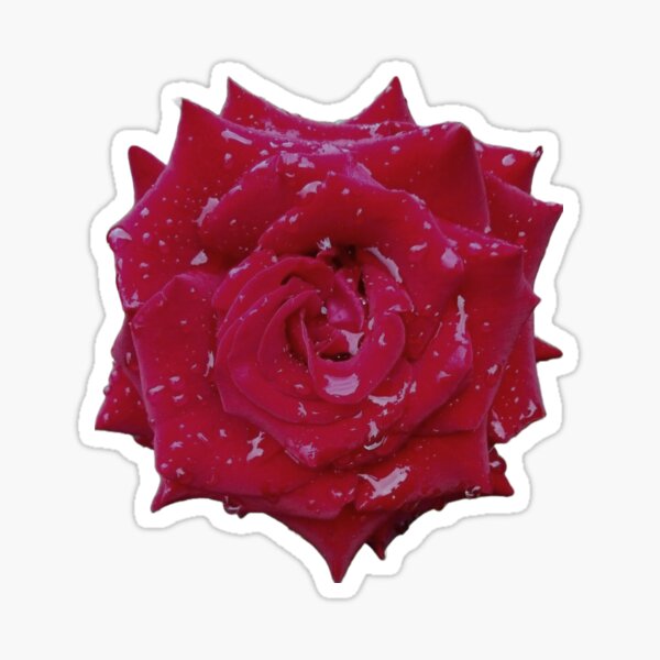 Item preview, Red rose designed and sold by Darcastyc.