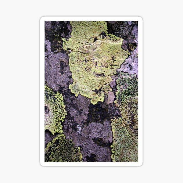 Item preview, lichen designed and sold by KathleenDawson.