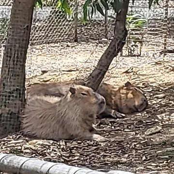 Artwork thumbnail, Capybara by RAllan1