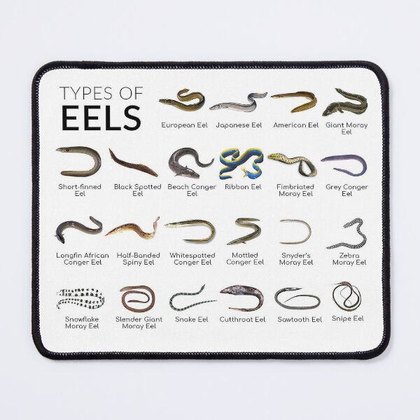 Item preview, Types of eels Types of Morays designed and sold by AzalaiBubbles.