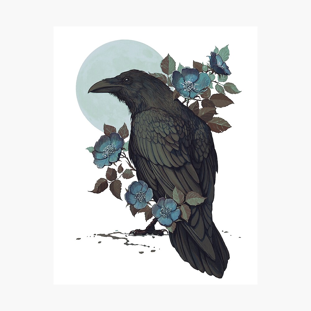 "Raven" Photographic Print by coupleofkooks | Redbubble