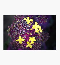 Flora Photographic Print