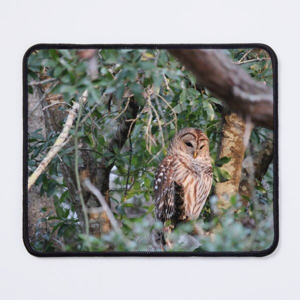 Item preview, Barred Owl Perched On A Branch designed and sold by Cynthia48.