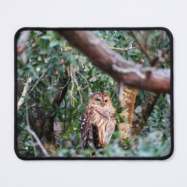 Item preview, Beauty Of A Barrel Owl designed and sold by Cynthia48.