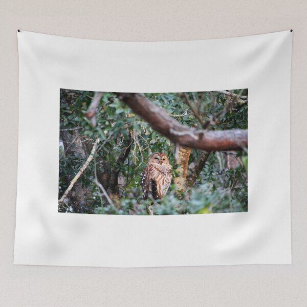 Item preview, Beauty Of A Barrel Owl designed and sold by Cynthia48.