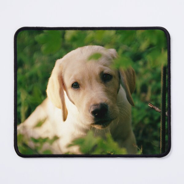 Item preview, Dog looking through bushes designed and sold by riku05830.