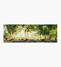 River Gums, Flinders Ranges, South Australia Photographic Print
