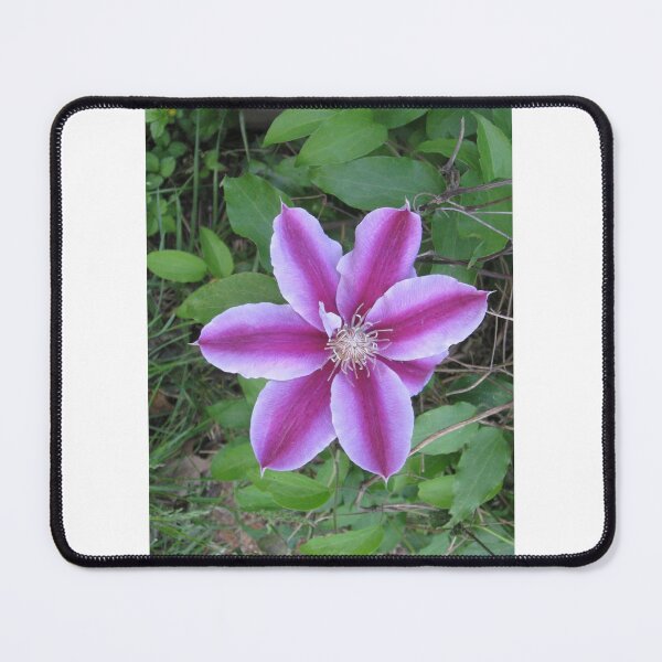 Item preview, Two-tone clematis designed and sold by raleca78.