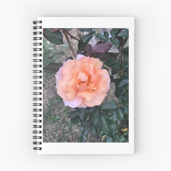 Item preview, Peach rose designed and sold by raleca78.