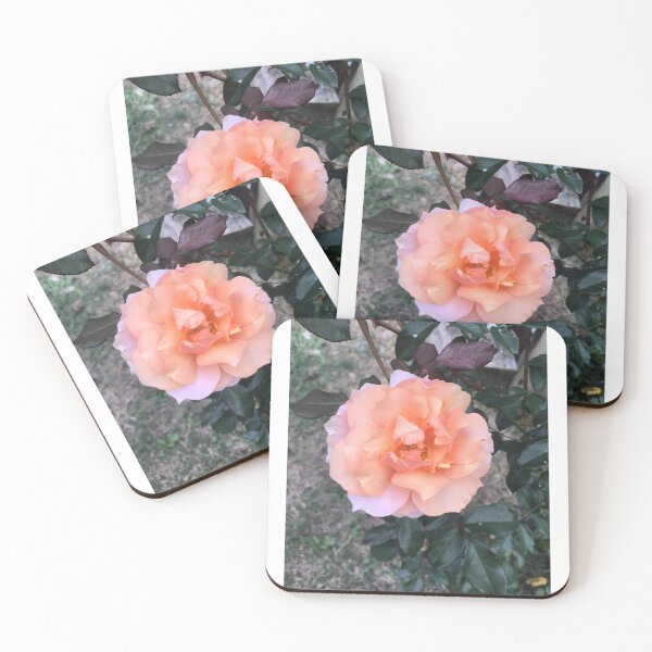 Item preview, Peach rose designed and sold by raleca78.