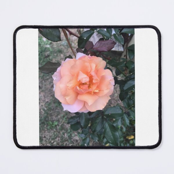 Item preview, Peach rose designed and sold by raleca78.