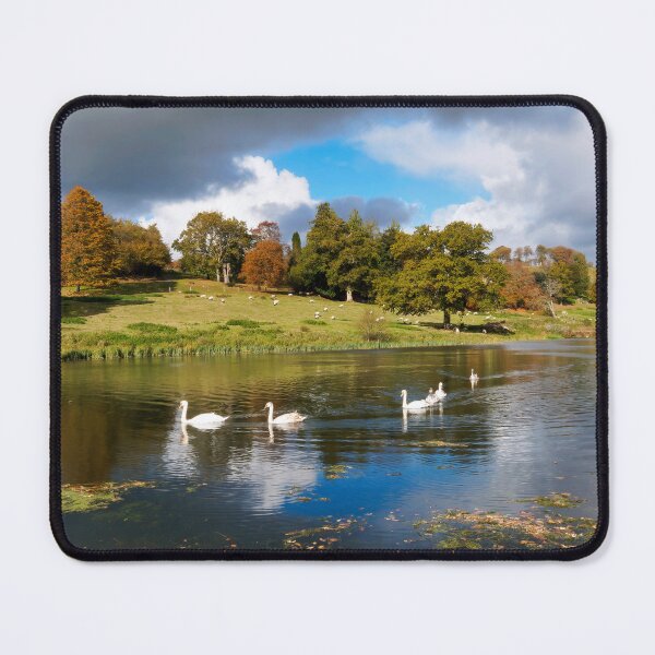Item preview, Mute Swans on the River near Chard Somerset designed and sold by Dorset Girl.