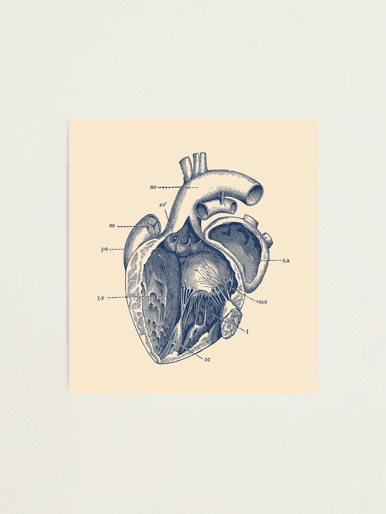 Simple Human Heart Diagram 2 Metal Print by Vintage Anatomy Prints - Fine  Art America