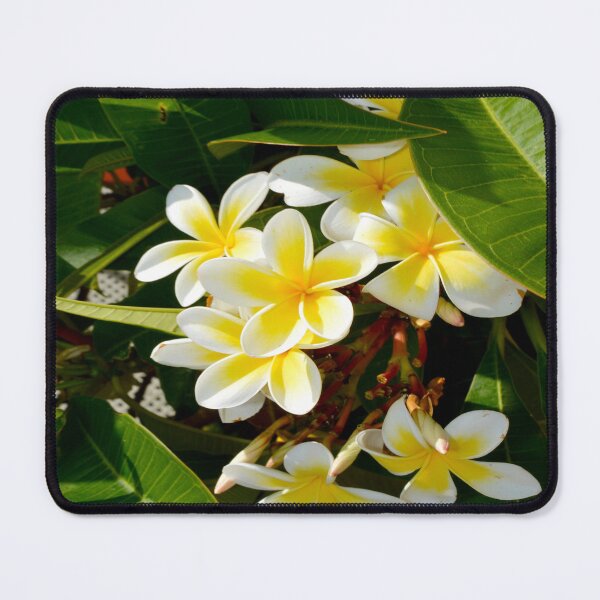 Artikelvorschau, „Morgenumarmung: Gelbe Frangipani-Blüten und die aufgehende Sonne“ entworfen und verkauft von A-Work-Of-Art.