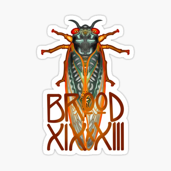Cicada Brood XIX x XIII Sticker