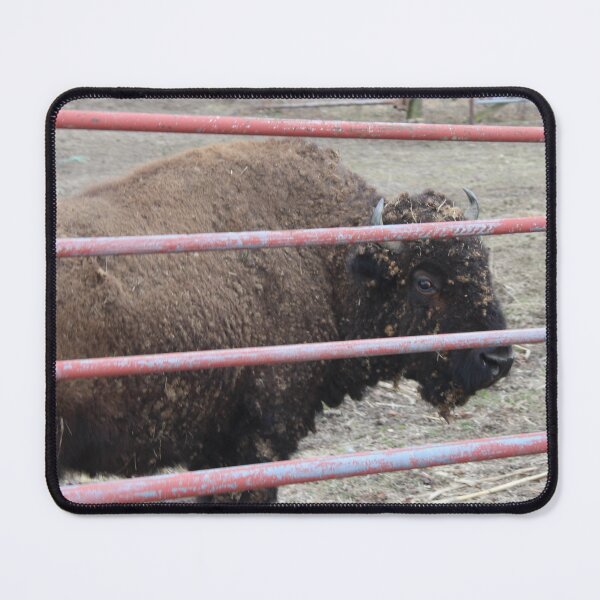Item preview, Buffalo staring designed and sold by gratogratto.