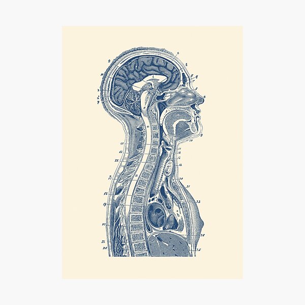 Upper Body Diagram - Vintage Anatomy Photographic Print