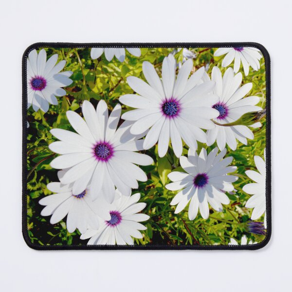 Item preview, "Radiant Blossoms: Big White African Daisies in Full Bloom" designed and sold by A-Work-Of-Art.