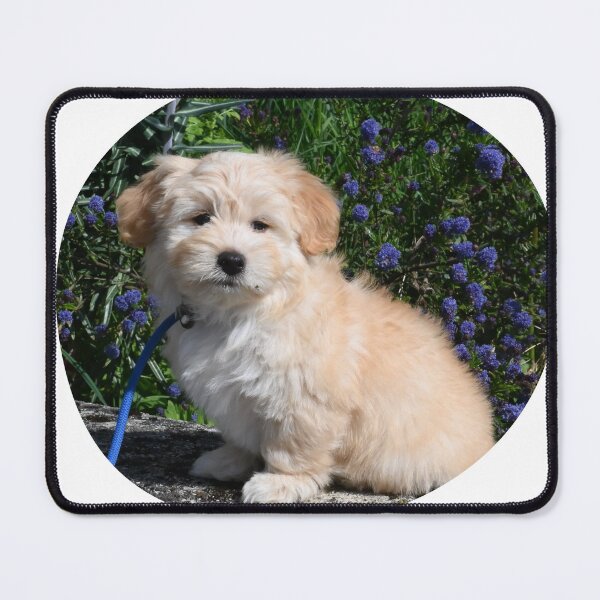 Item preview, Havanese Puppy designed and sold by TheAnimalZ00.