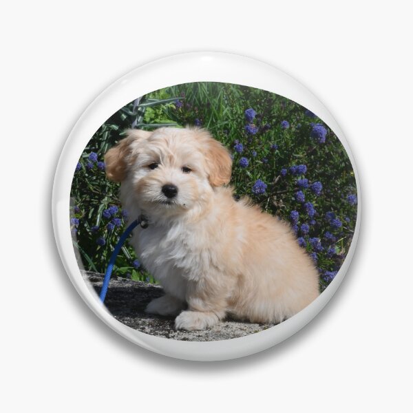 Item preview, Havanese Puppy designed and sold by TheAnimalZ00.