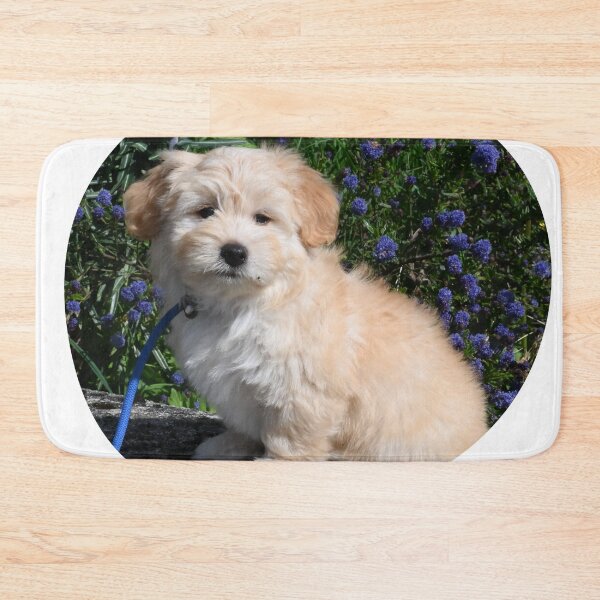 Item preview, Havanese Puppy designed and sold by TheAnimalZ00.