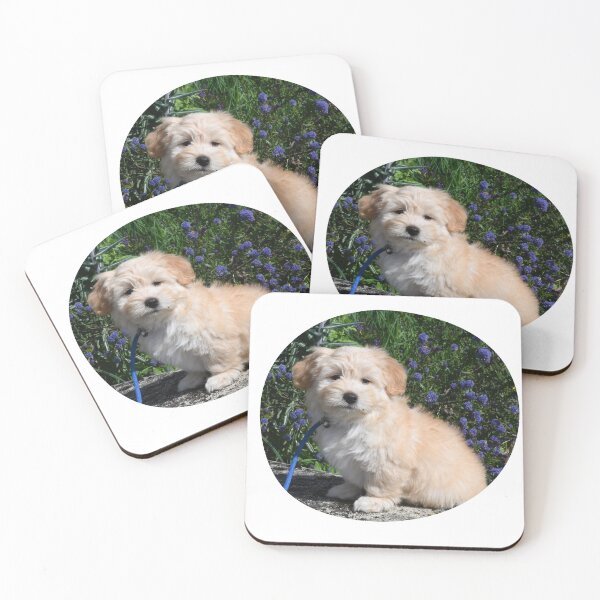 Item preview, Havanese Puppy designed and sold by TheAnimalZ00.