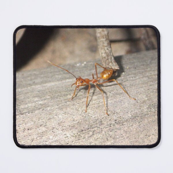 Item preview, Asian Weaver Ant (Oecophylla smaragdina) in the Philippines designed and sold by The Botanical Jason.
