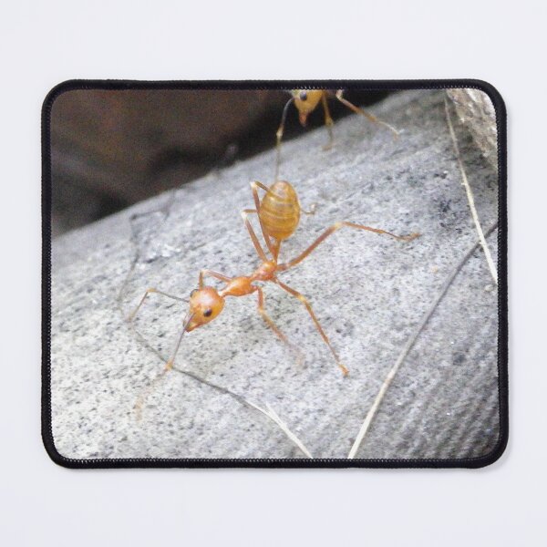Item preview, Asian Weaver Ant (Oecophylla smaragdina) in the Philippines designed and sold by The Botanical Jason.