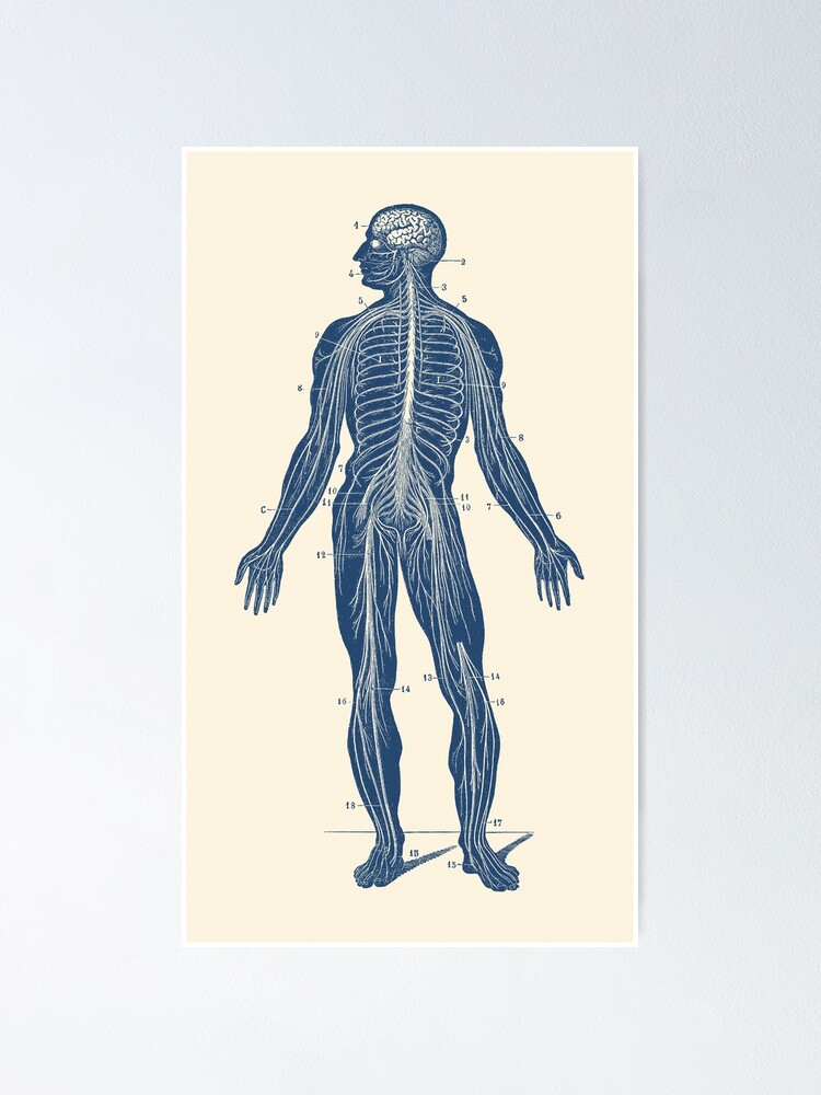 Lymph System Des Menschen Anatomie : Der einb?ndige atlas ...