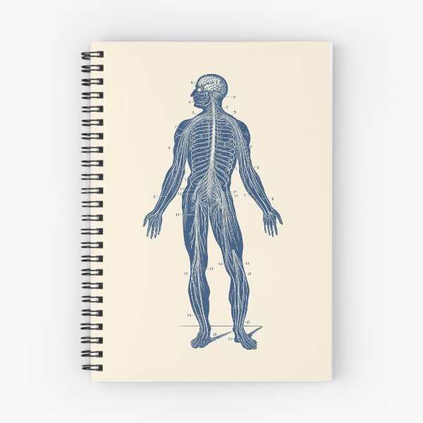 Item preview, Human Lymphatic System - Vintage Anatomy designed and sold by VAposters.