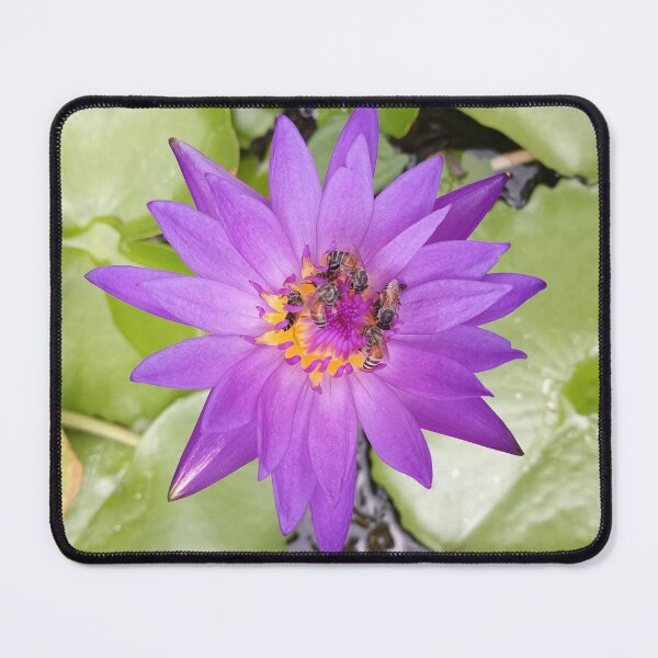 Item preview, Bees Pollinating a Waterlily in Bangkok, Thailand designed and sold by The Botanical Jason.