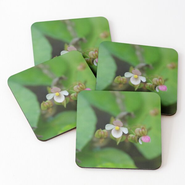 Item preview, Native Begonia Flower Blooming in Cebu, Philippines designed and sold by The Botanical Jason.