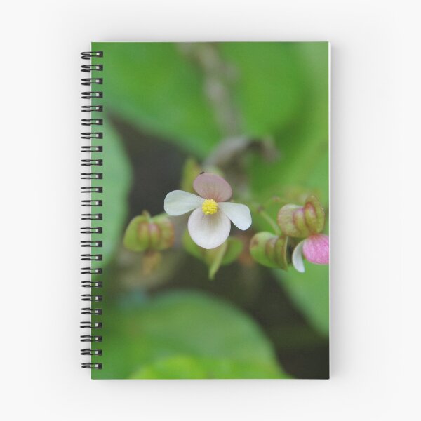 Item preview, Native Begonia Flower Blooming in Cebu, Philippines designed and sold by The Botanical Jason.