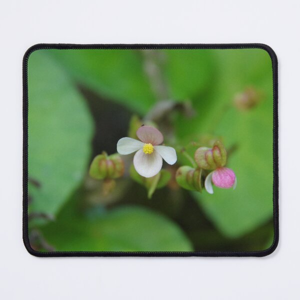 Item preview, Native Begonia Flower Blooming in Cebu, Philippines designed and sold by The Botanical Jason.