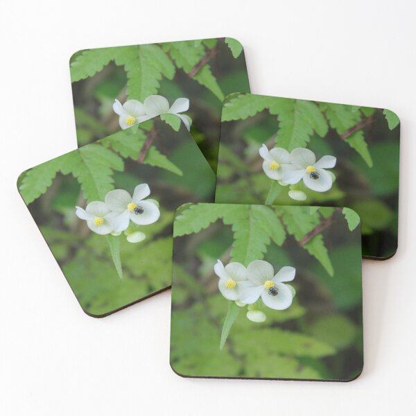 Item preview, Native Begonia Flower Blooming in Cebu, Philippines designed and sold by The Botanical Jason.