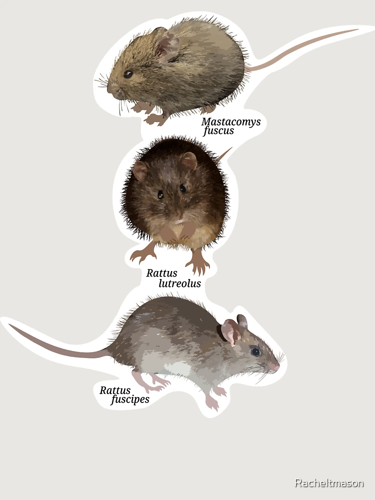 Thumbnail 6 of 6, Premium Oversized Sweatshirt, Australian Native Rats designed and sold by Racheltmason.